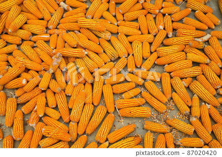 Dried corn background Dried corn background 87020420
