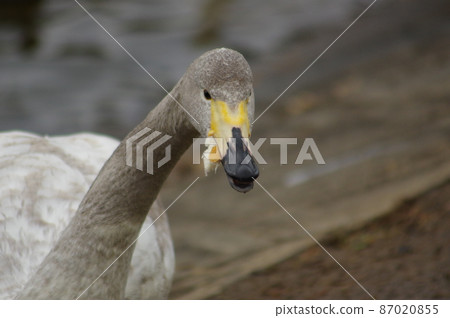 Swan desperately pecking for food 87020855
