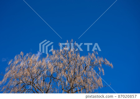 Catalpa ovata 87020857