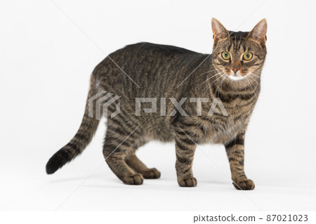 She-cat stands with her tail lowered against a white background and looks around. She-cat stands with her tail lowered against a white background and looks around. 87021023