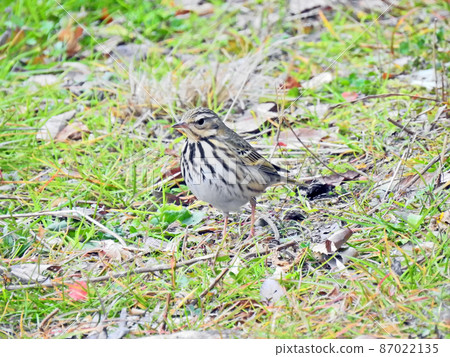 Olive-backed pipit, a green-brown wild bird, Motacillidae, walking on the grass Olive-backed pipit, a green-brown wild bird, Motacillidae, walking on the grass 87022135
