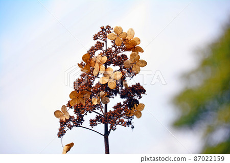 Deciduous shrub Hydrangeaceae Panicled hydrangea winter dead flower Deciduous shrub Hydrangeaceae Panicled hydrangea winter dead flower 87022159
