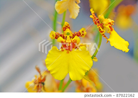 Beautiful "yellow flower orchid oncidium Beautiful "yellow flower orchid oncidium 87022162