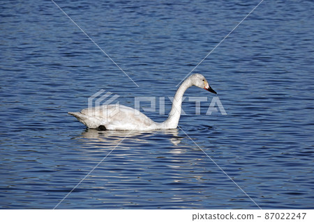 Young swan. Young swan. 87022247