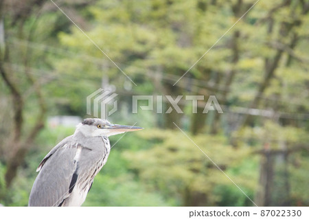 Gray heron 87022330