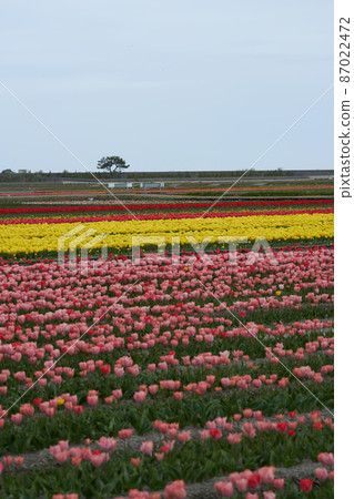 Colorful tulips are blooming all over the vast field Colorful tulips are blooming all over the vast field 87022472