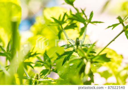 Long Coriander or Culantro flower with blur background. Long Coriander or Culantro flower with blur background. 87022540