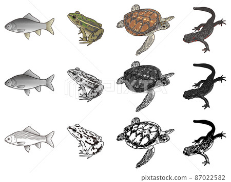 魚、兩棲動物和爬行動物的插圖集 87022582