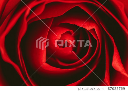 Macro shot rose Macro shot rose 87022769