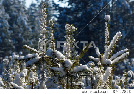 Winter landscape in a pine forest. The tops of the young shoots are beautifully covered with snow. In the form of round balls and spirals. Sunny day in the forest 87022898