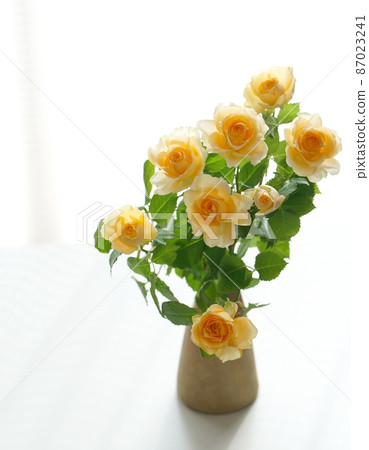 迷你玫瑰 迷你玫瑰 87023241