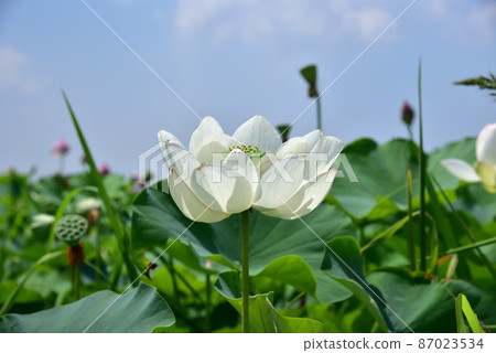 Lotus flower of Fujiwara Palace ruins Lotus flower of Fujiwara Palace ruins 87023534