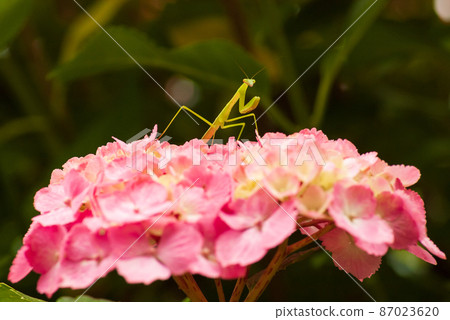 Mantis and hydrangeas Mantis and hydrangeas 87023620