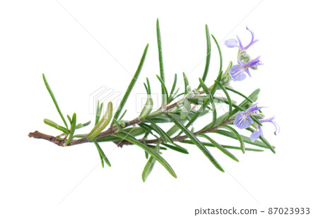 Sprig rosemary with flower isolated on white background. Fresh rosemary branch. Sprig rosemary with flower isolated on white background. Fresh rosemary branch. 87023933
