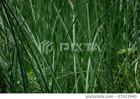 Meadow shining in the sunshine after the rain 87023940