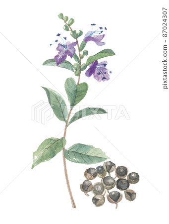 Vitex rotundifolia flowers and fruits 87024307