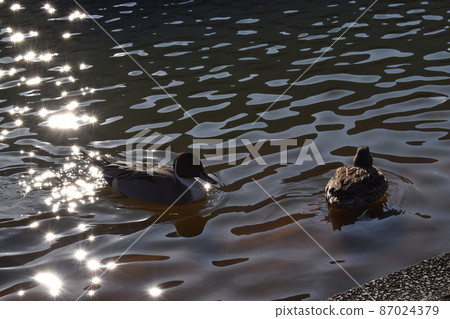 A pair of pintails floating on the sparkling water surface A pair of pintails floating on the sparkling water surface 87024379