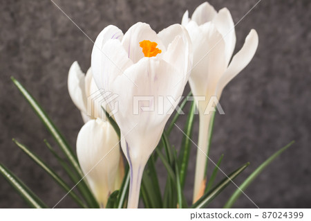 White crocus White crocus 87024399