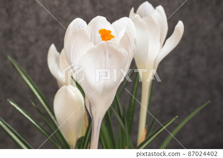 White crocus White crocus 87024402