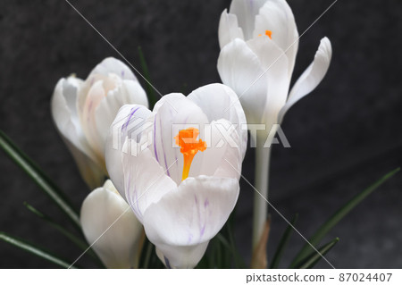 White crocus White crocus 87024407