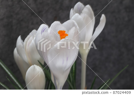 白番紅花 87024409