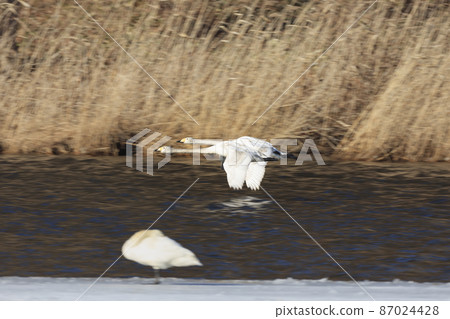 大天鵝沖向覓食地 87024428