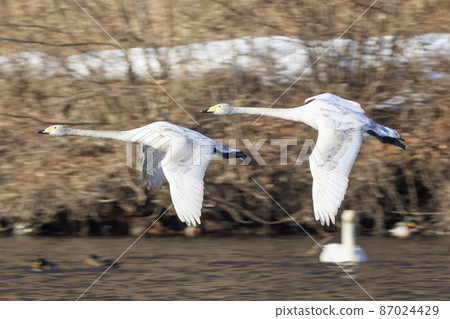 大天鵝沖向覓食地 87024429