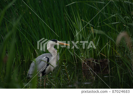 Gray heron standing in the meadow on the shore of a pond Gray heron standing in the meadow on the shore of a pond 87024683