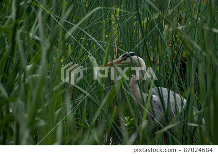 Gray heron standing in the meadow on the shore of a pond Gray heron standing in the meadow on the shore of a pond 87024684