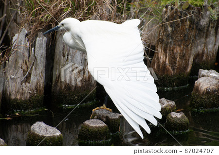 一隻美麗的小白鷺張開翅膀伸展 一隻美麗的小白鷺張開翅膀伸展 87024707