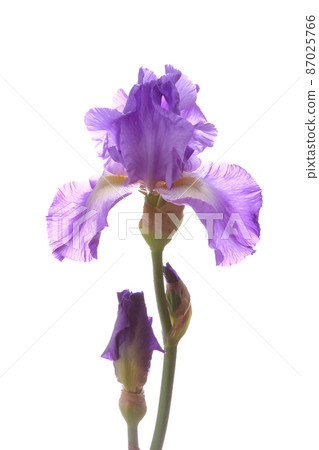 Iris flower Iris flower 87025766