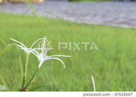 Crab flower is a plant of the genus Amaryllidaceae (water ghost banana) 87026007