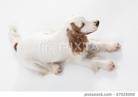 The dog is lying on its belly and looking around. English cocker spaniel with honey gold coat. Top frame. 87026008