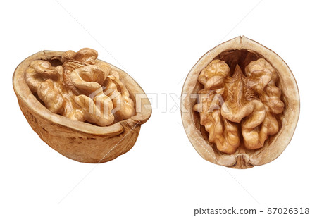 Walnut walnut walnut illustration real half 87026318