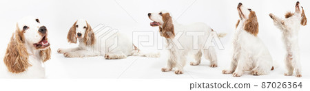 Basic dog pose on white background. Dog - English cocker spaniel with honey gold coat. Panorama. Basic dog pose on white background. Dog - English cocker spaniel with honey gold coat. Panorama. 87026364