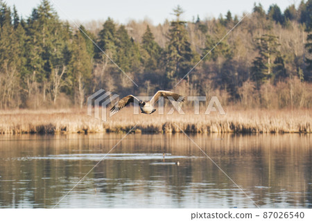 Canada goose flying Burnaby British Columbia Canada 87026540