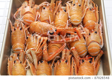 鹿科 鹿科 87026548