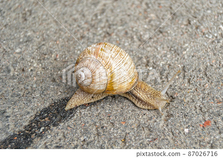 Big garden snail in shell crawling on wet road 87026716