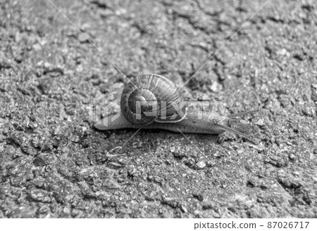 Big garden snail in shell crawling on wet road hurry home 87026717