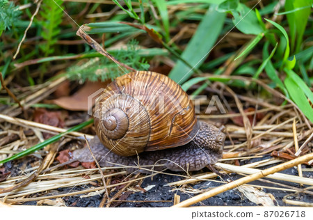 Big garden snail in shell crawling on wet road 87026718