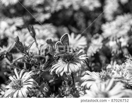 Photography to theme beautiful black butterfly Monarch Photography to theme beautiful black butterfly Monarch 87026752