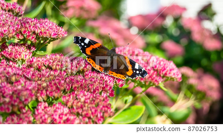 Photography to theme beautiful black butterfly Monarch Photography to theme beautiful black butterfly Monarch 87026753