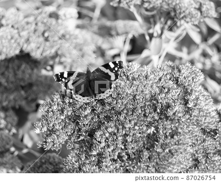 Photography to theme beautiful black butterfly Monarch 87026754