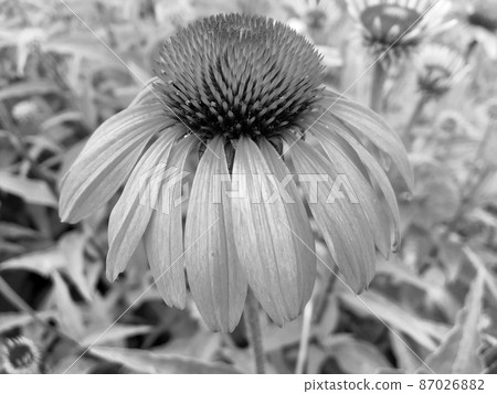 Bouquet wildflowers echinacea blooming in garden 87026882