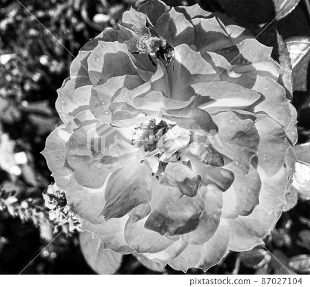 Winged bee slowly flies to the plant, collect nectar for honey 87027104