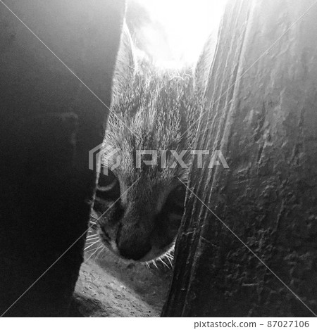 Beautiful small homeless tabby cat, natural animal close up 87027106