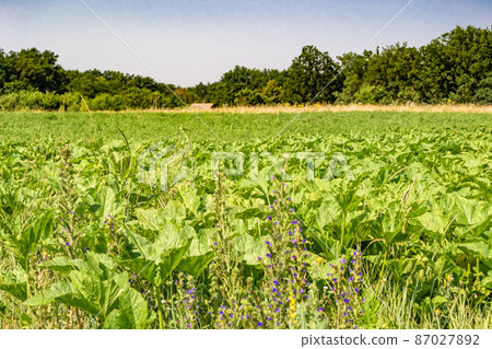 Photography to theme large beautiful harvest corn 87027892