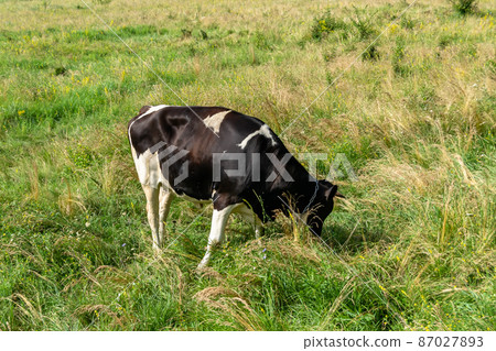 Photography on theme beautiful big milk cow 87027893