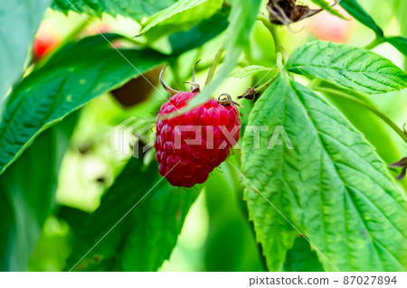 Photography for whole ripe berry red raspberry Photography for whole ripe berry red raspberry 87027894