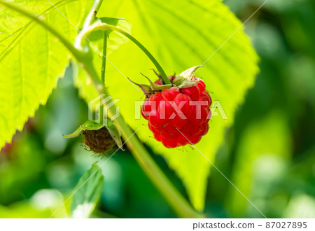 Photography for whole ripe berry red raspberry Photography for whole ripe berry red raspberry 87027895